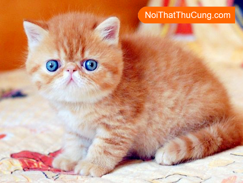 Mèo Vàng là một trong bao nhiêu giống mèo phổ biến tại Việt Nam?
